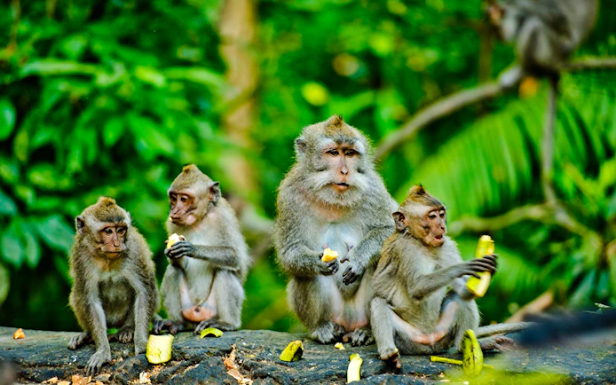 Ubud’s Ultimate: Culture, Crafts & Cascades Tour