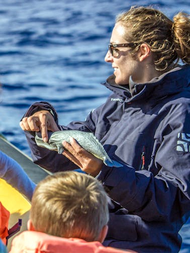 Azores Whale Watching