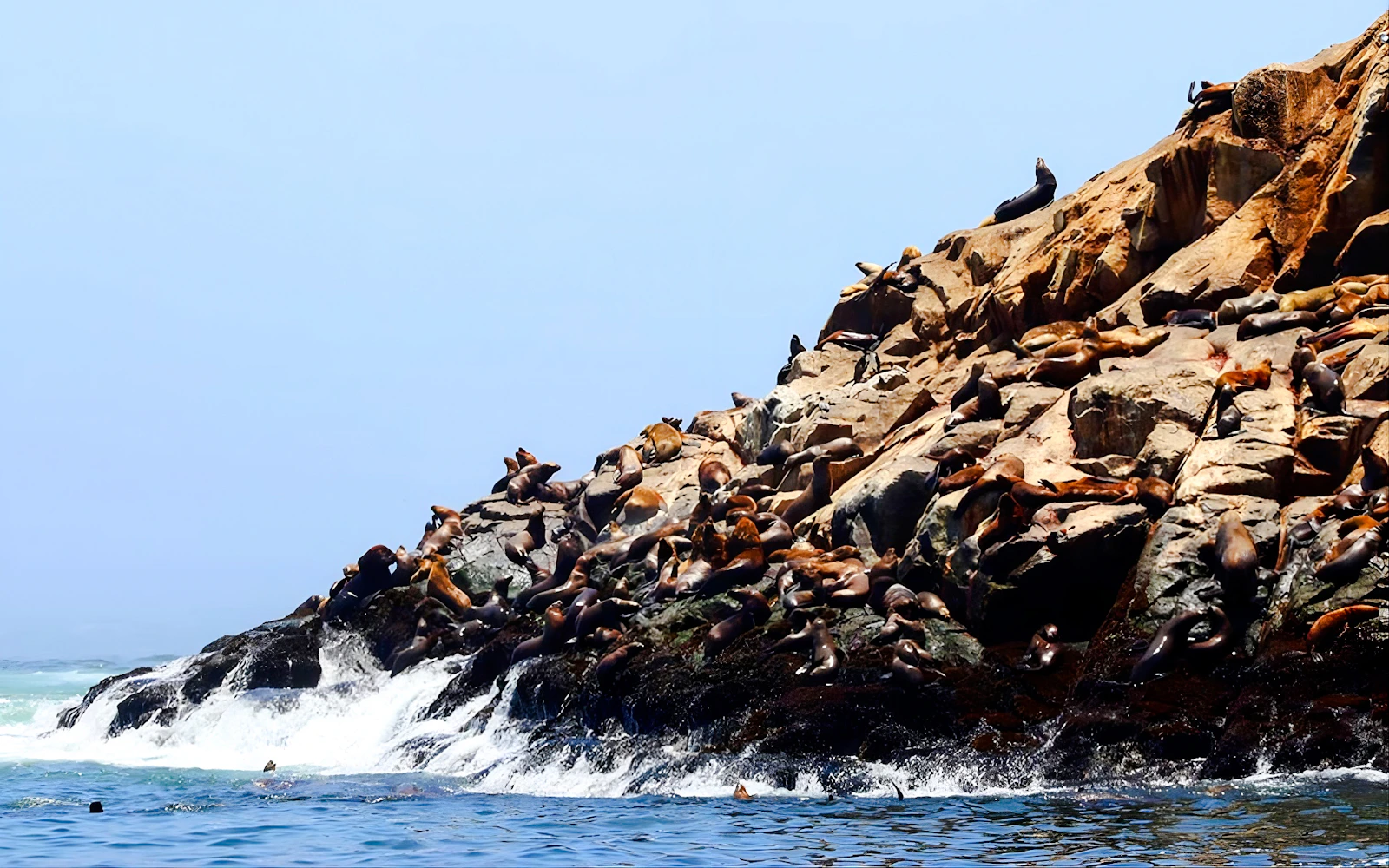 From Lima: Palomino Islands Cruise with Sea Lion Swim Image 2