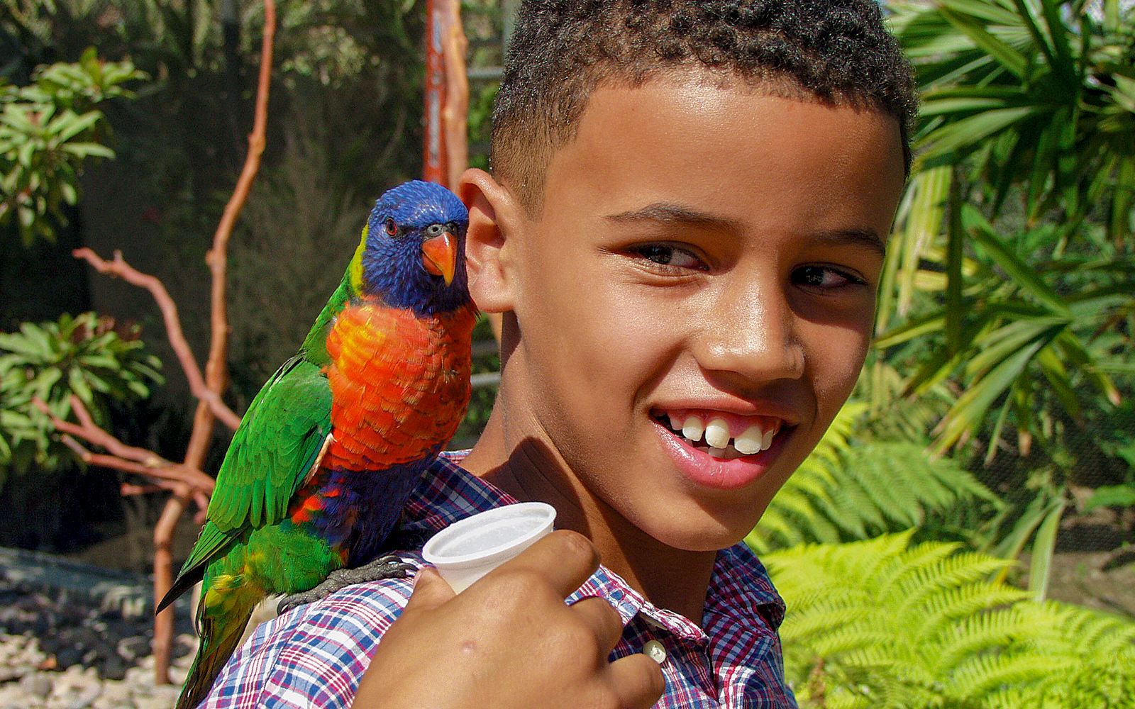 Lorikeets perched on branches at Lorikeet Forest, Aquarium of the Pacific, Long Beach.