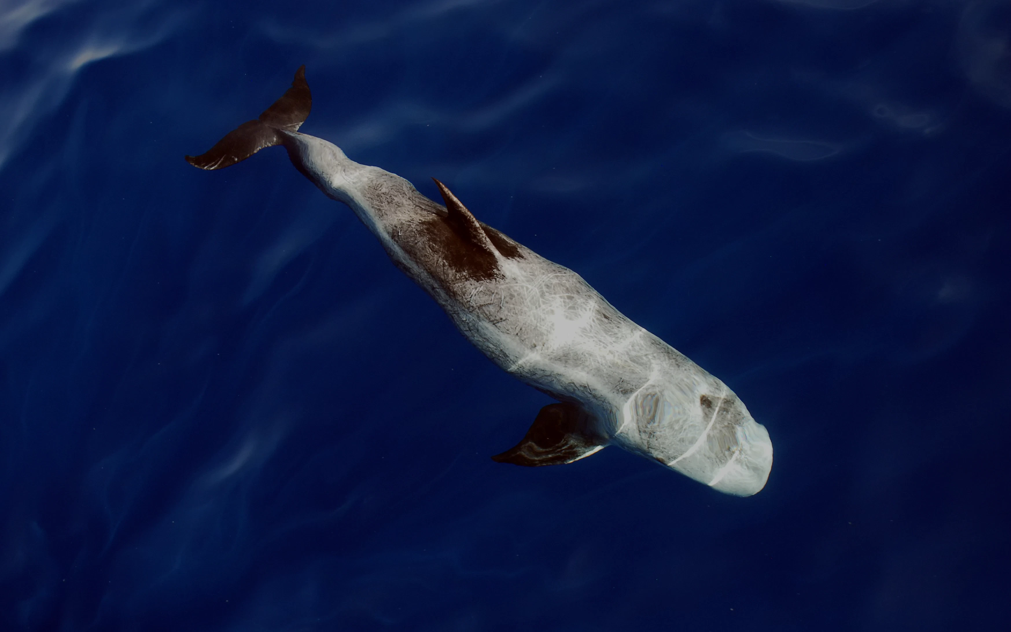 Risso's Dolphin swimming in Lanzarote waters.