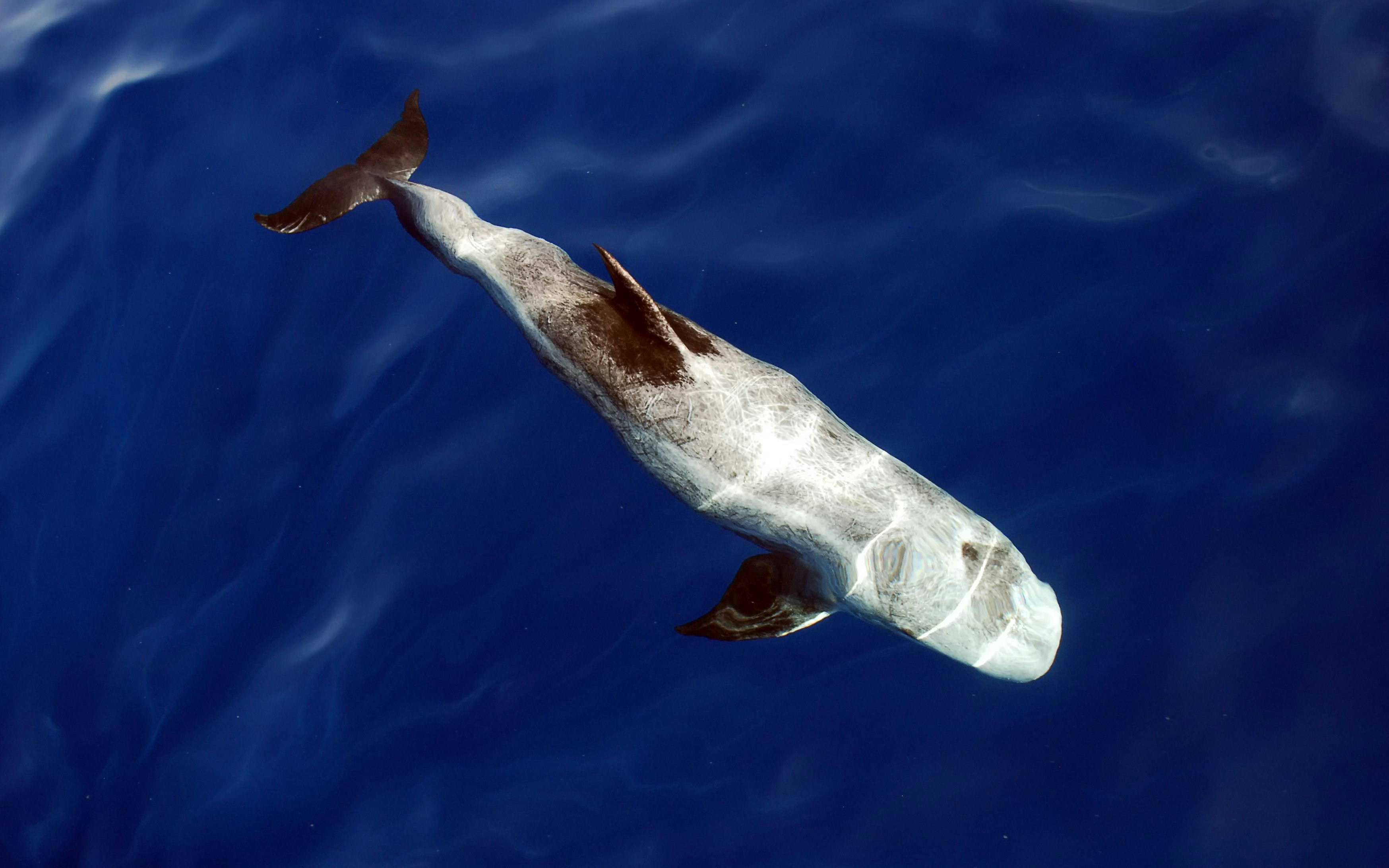 Risso's Dolphin swimming in Lanzarote waters.
