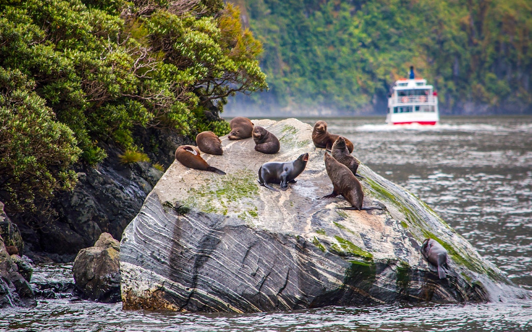 Seals resting on rocks at Milford Sound with a cruise ship in the background.