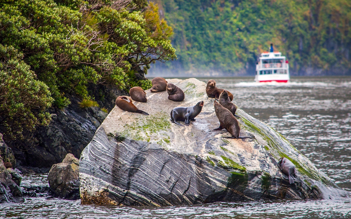 Seals resting on rocks at Milford Sound with a cruise ship in the background.