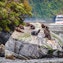 Seal Rock
