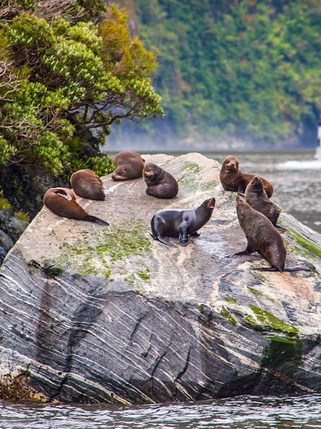 Seals resting on rocks at Milford Sound with a cruise ship in the background.