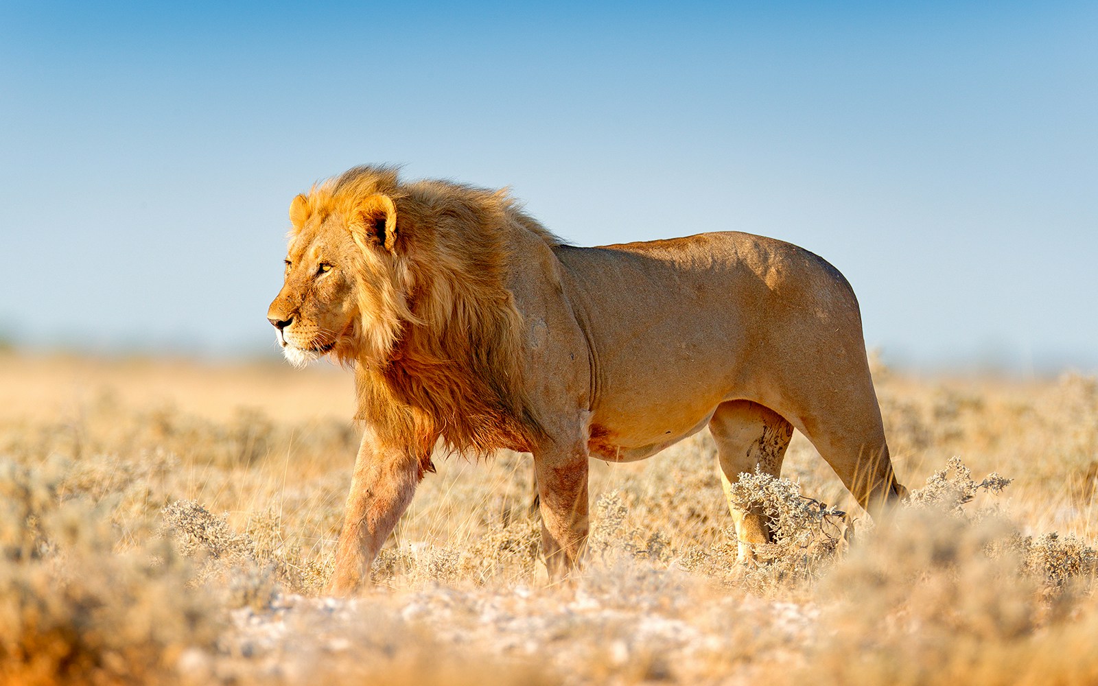 African lion walking through dry grassland.