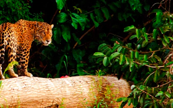 from cusco: 3-day manu national park tour-9