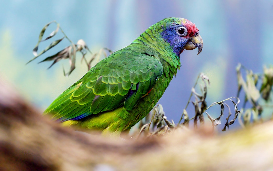 Colorful parrot perched on a branch at Prague Zoo.