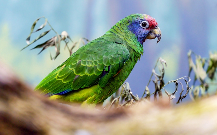 Colorful parrot perched on a branch at Prague Zoo.