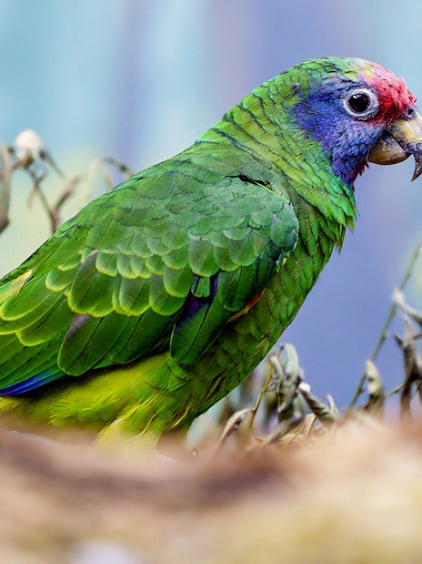 Colorful parrot perched on a branch at Prague Zoo.