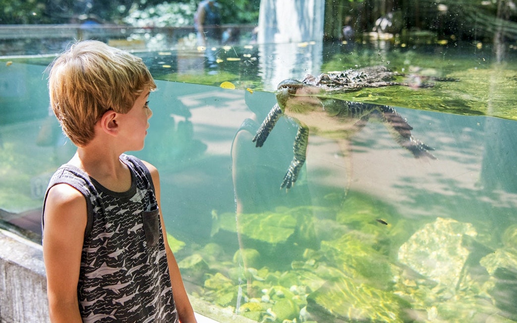 Child observing an alligator through glass at Bronx Zoo.
