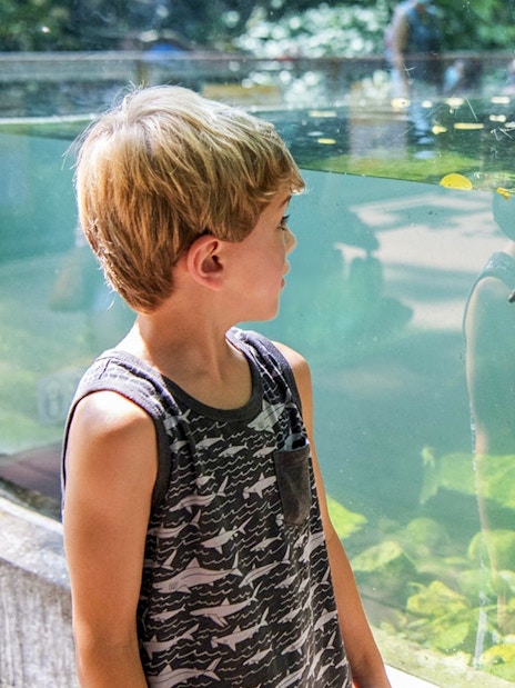 Child observing an alligator through glass at Bronx Zoo.