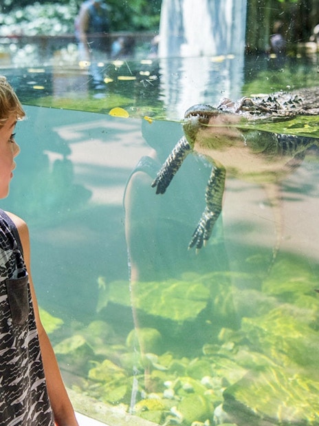 Child observing an alligator through glass at Bronx Zoo.