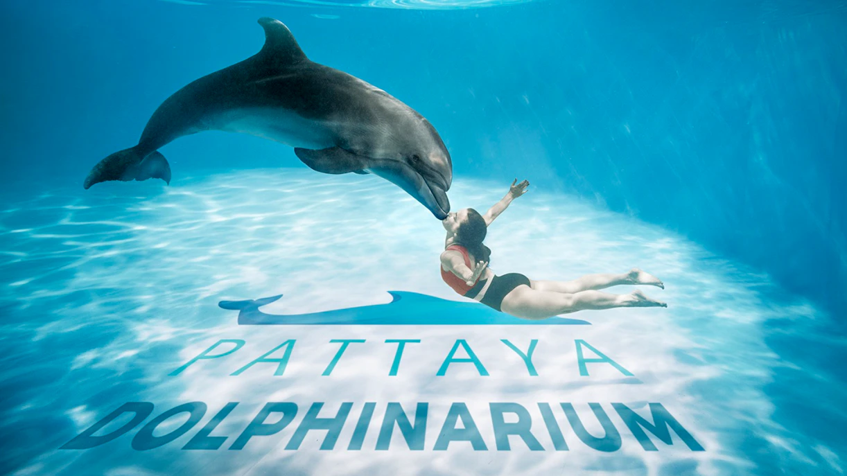 Dolphin interacting with swimmer at Pattaya Dolphinarium, Thailand.