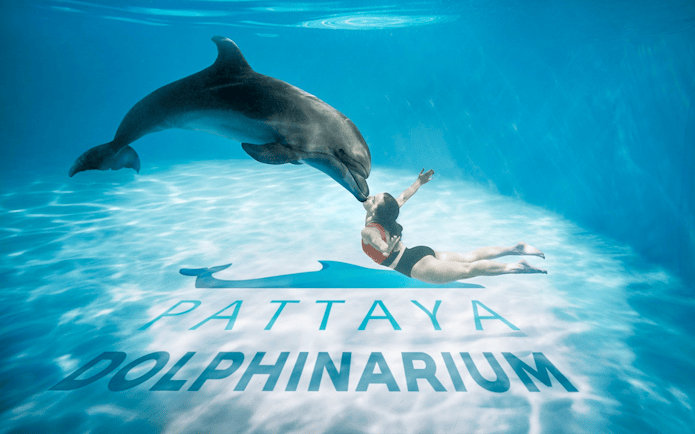 Dolphin interacting with swimmer at Pattaya Dolphinarium, Thailand.