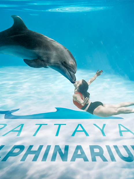 Dolphin interacting with swimmer at Pattaya Dolphinarium, Thailand.