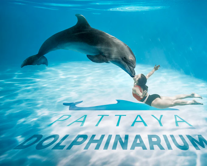 Dolphinarium Pattaya - Swim with Dolphins Experience