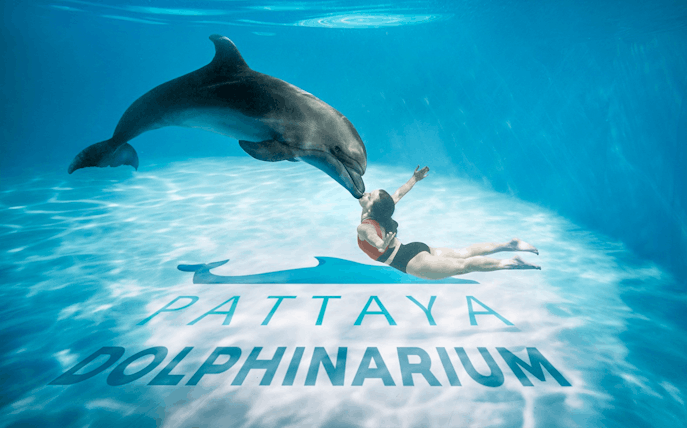 Dolphin interacting with swimmer at Pattaya Dolphinarium, Thailand.