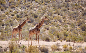 Giraffes walking in Aquila Game Park, South Africa.