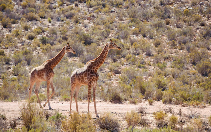 Giraffes walking in Aquila Game Park, South Africa.