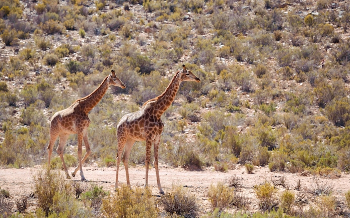 Giraffes walking in Aquila Game Park, South Africa.