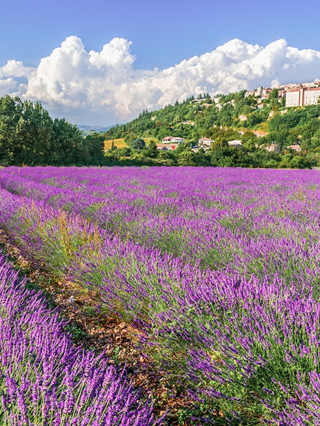 Lavender fields in Sault with a village on a hill in the background.