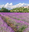 Campi di lavanda