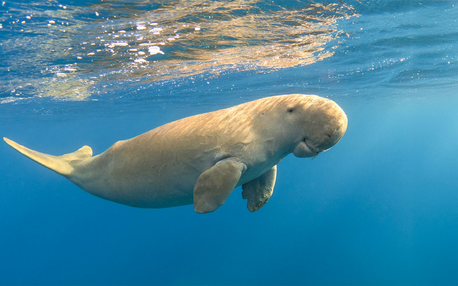 Dugong swimming underwater near Moreton Island.