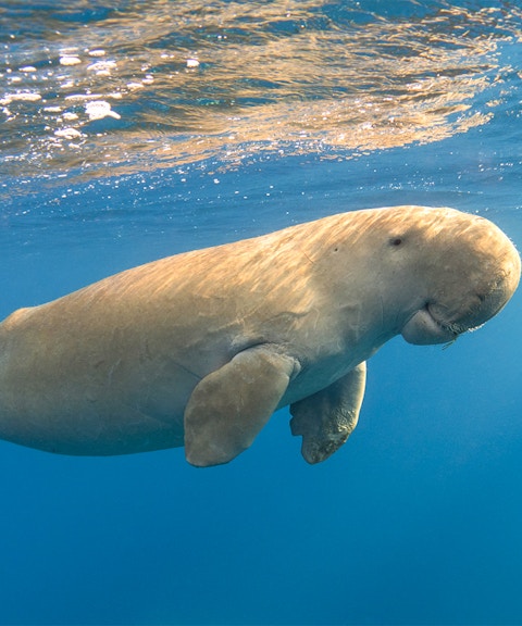 Dugong swimming underwater near Moreton Island.