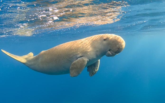 Dugong swimming underwater near Moreton Island.