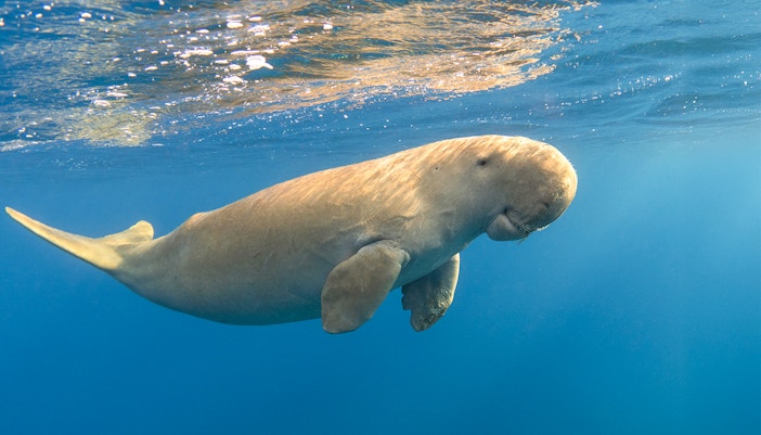 Dugong swimming underwater near Moreton Island.