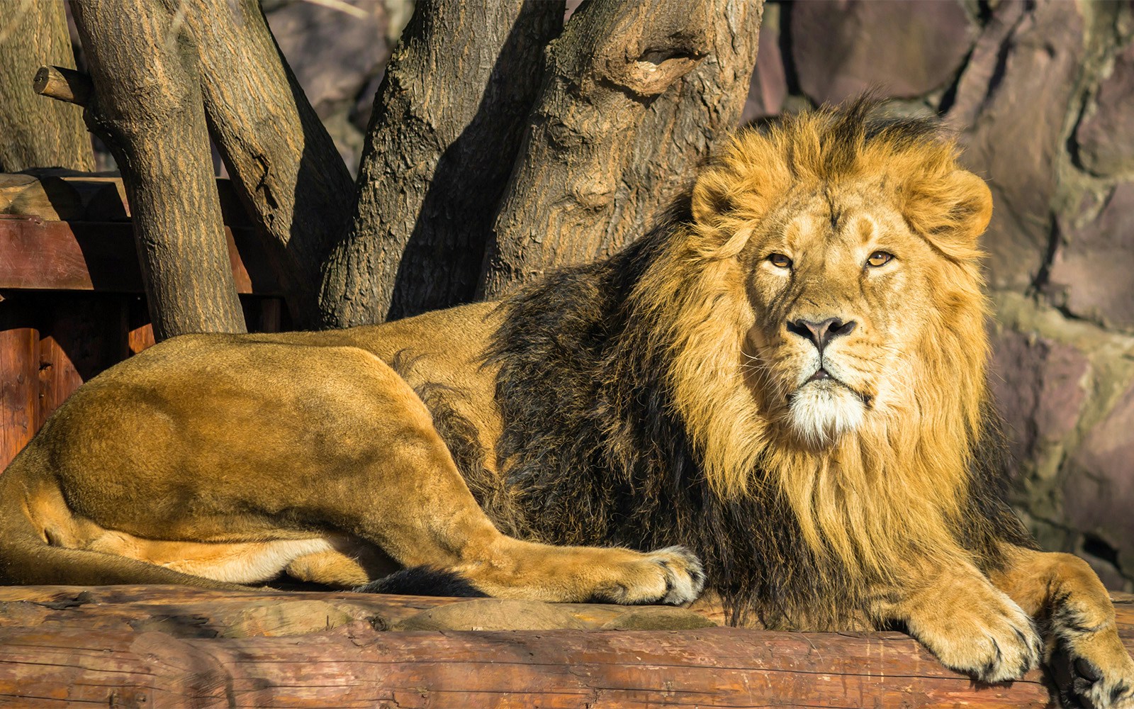 Asiatic lion resting at Bio Parco.