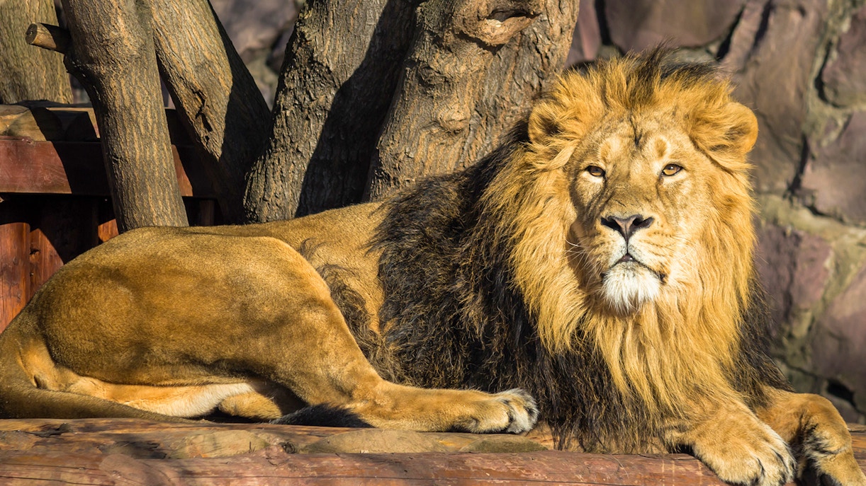 lions dubai safari park