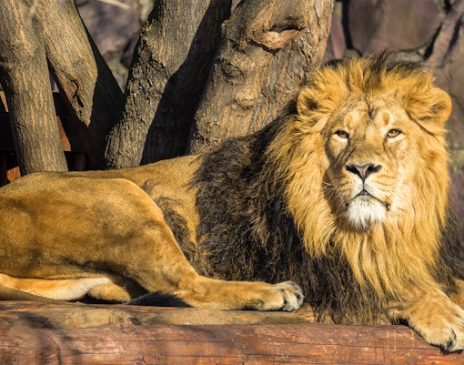 Bioparco Tickets Lion
