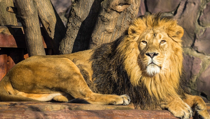 Night Safari Singapore - Asiatic Lion