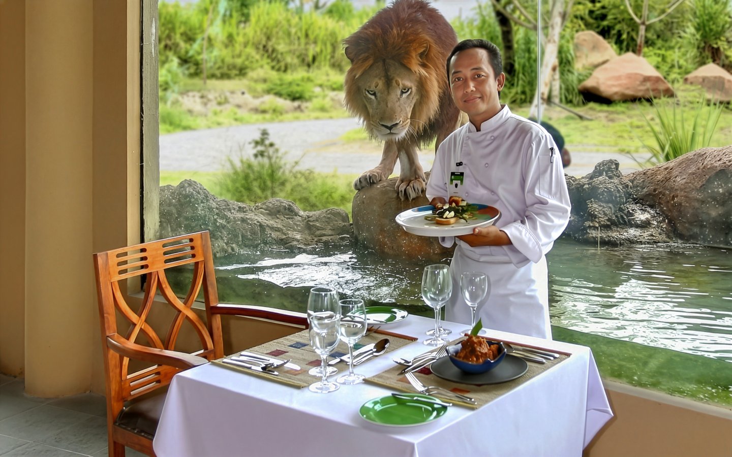 Chef serving dish with lion visible through window at Bali Safari dining experience.
