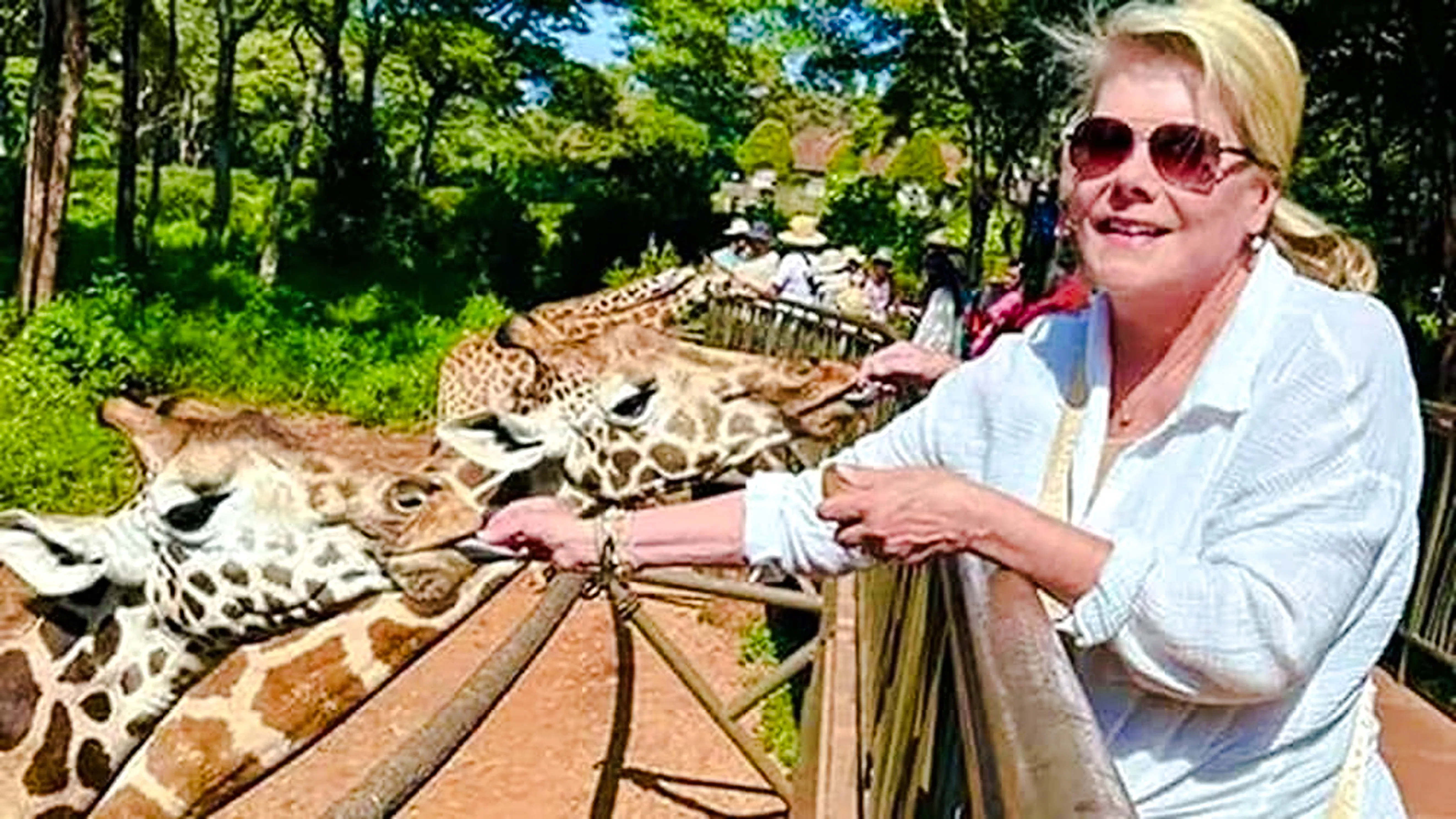 Visitor feeding giraffes at Nairobi Giraffe Centre during guided excursion.