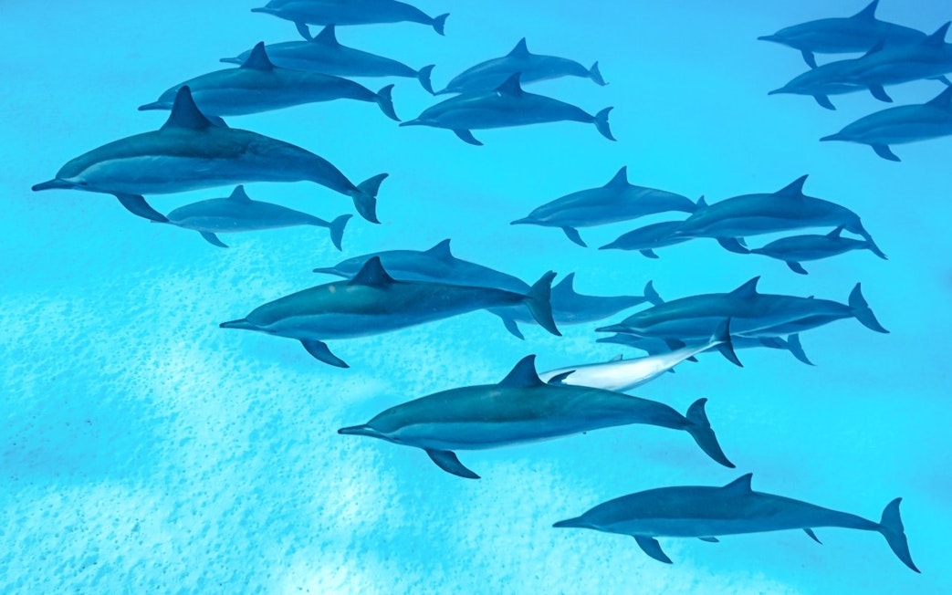 Dolphins swimming in turquoise waters of Red Sea during Hurghada boat tour.