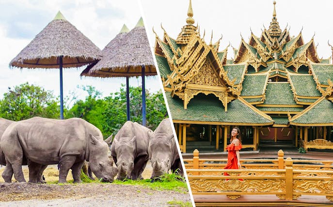Rhinos grazing under thatched umbrellas at Safari World; woman in red at Ancient City, Bangkok.