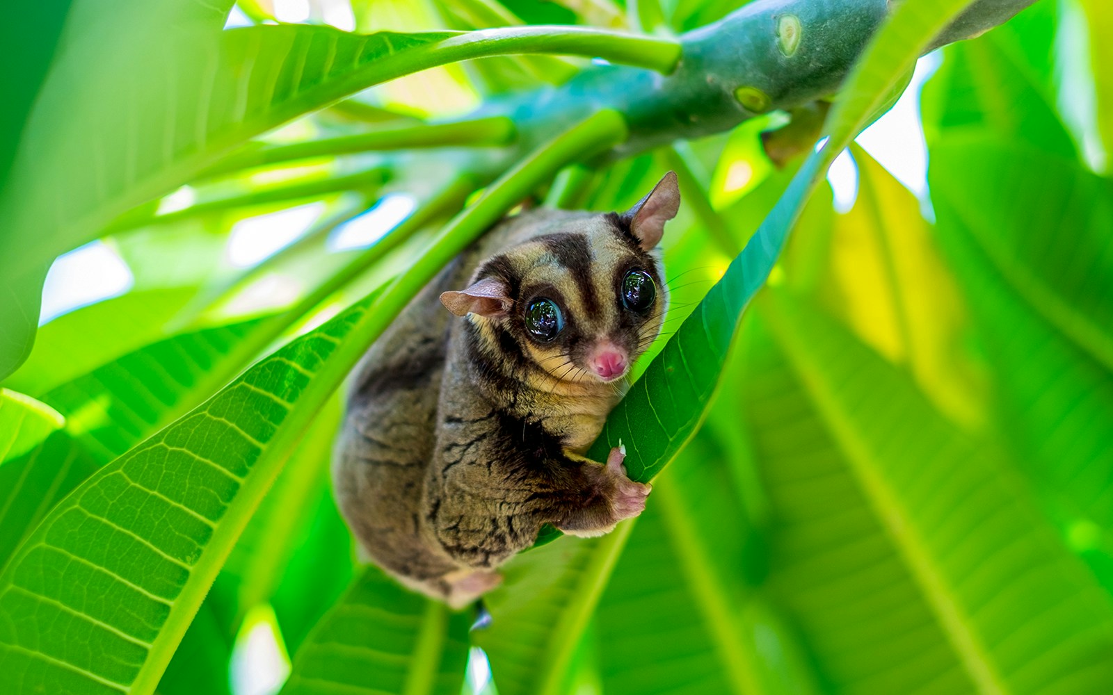 Night Safari Singapore - Sugar Glider