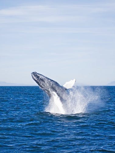 Whale Watching Husavik