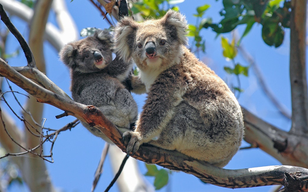 Koalas in a tree on Phillip Island during wildlife tour.