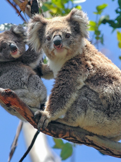 Koalas in a tree on Phillip Island during wildlife tour.