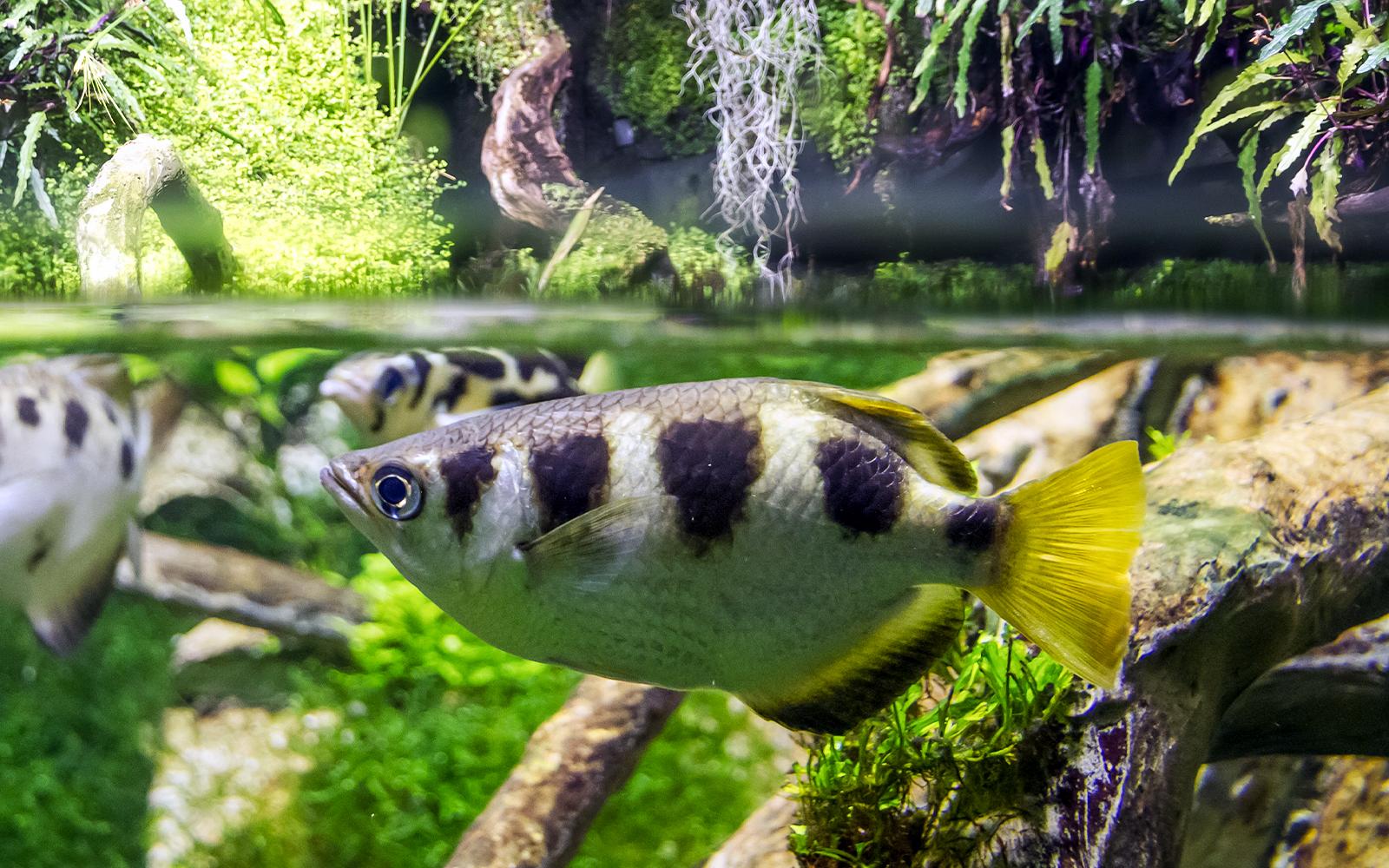 Archerfish at Aquaria KLCC
