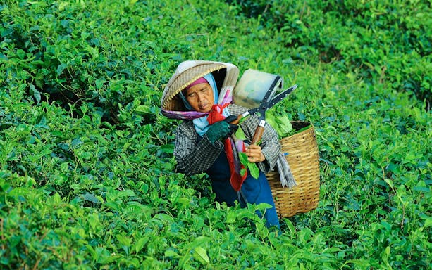 Woman picking tea at Rancabali tea plantation