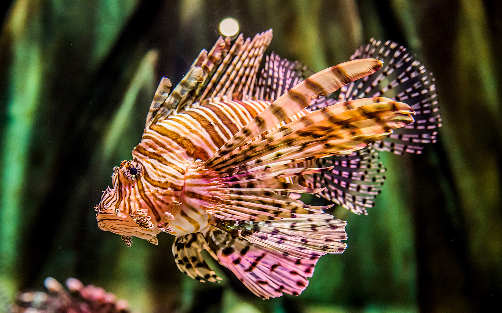 Langkawi Underwater World