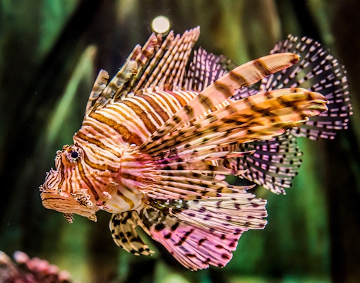 SEA LIFE Sydney Aquarium