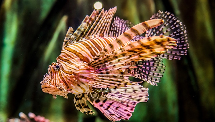 Langkawi Underwater World