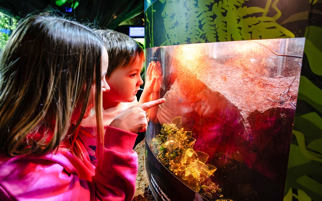 Children observing a terrarium at SEA Life Brighton.